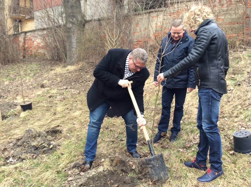 W Kaliszu posadzono kolejne drzewa w ramach akcji "Drzewo...