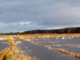 Wieprza wylała w gm. Darłowo tworząc gigantyczne rozlewiska! Korzystają z tego łabędzie! [FOTY]