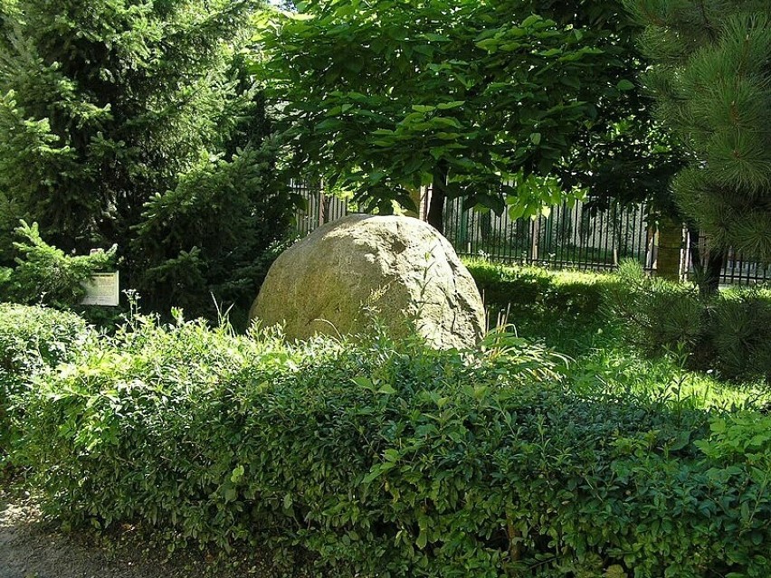 Pomnik przyrody: Głaz narzutowy Rapa Kiwi z ul. Spółdzielców