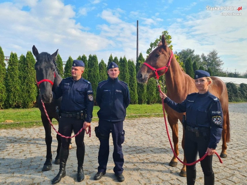 Częstochowska policja ma nowe wierzchowce. Jeden został przywieziony z Ukrainy