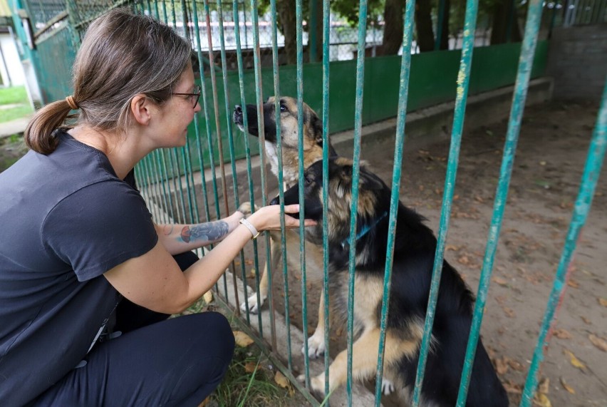 Psy ze schroniska dla zwierząt w Toruniu.