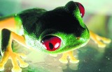 Zoo w Krakowie: Sukces! Rozmnożyli piękne żaby - chwytnice czerwonokie