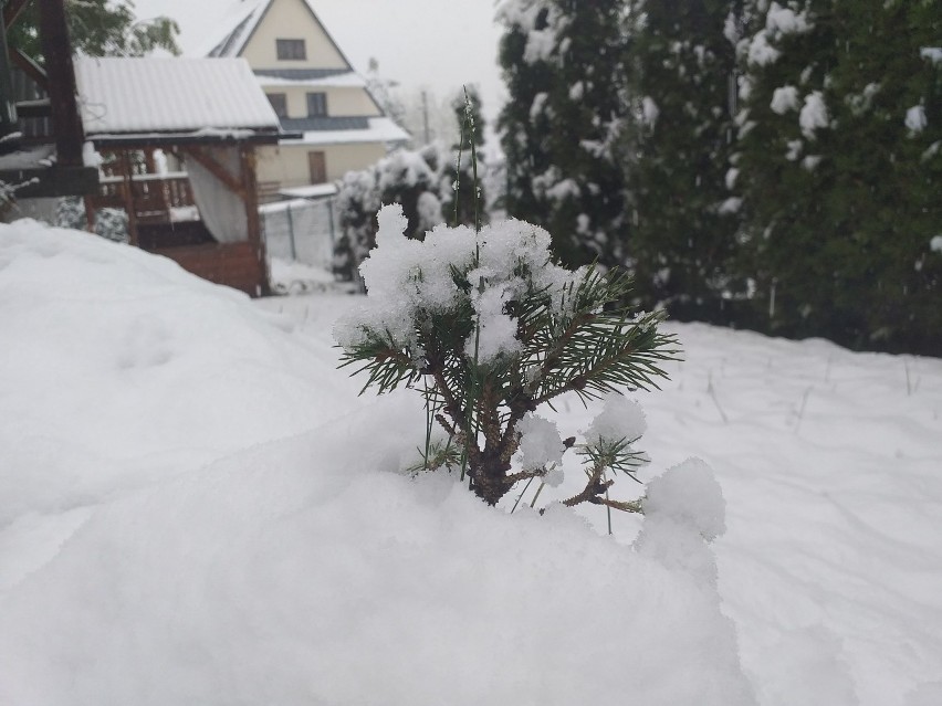 ŚNIEG w Zakopanem, biały poranek na Podhalu. Mamy pierwszy atak zimy. Na drogach zrobiło się niebezpiecznie [ZDJĘCIA]