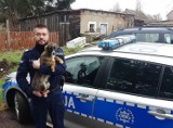 Psy porzucone na posesji w gminie Nowy Staw. Jednego z nich przygarnął policjant, drugi czeka na nowy dom