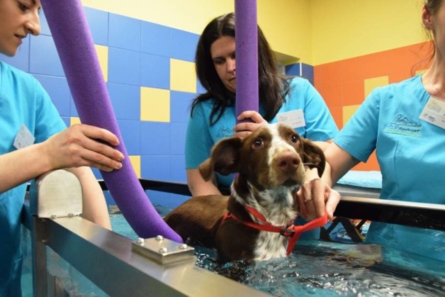 Pies przebywa na leczeniu w klinice