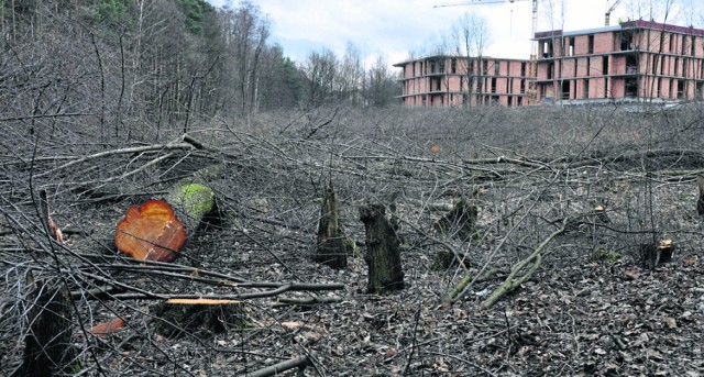 Zamiast ochrony zielonych terenów Lasu Borkowskiego, mieszkańcy obserwują wycinkę drzew i inwestycje