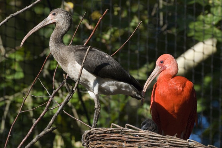 Kraków. Sowa, kondor i ibis - nowe ptaki w krakowskim zoo