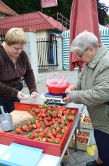 Truskawki w Głogowie słodkie i drogie (CENY)