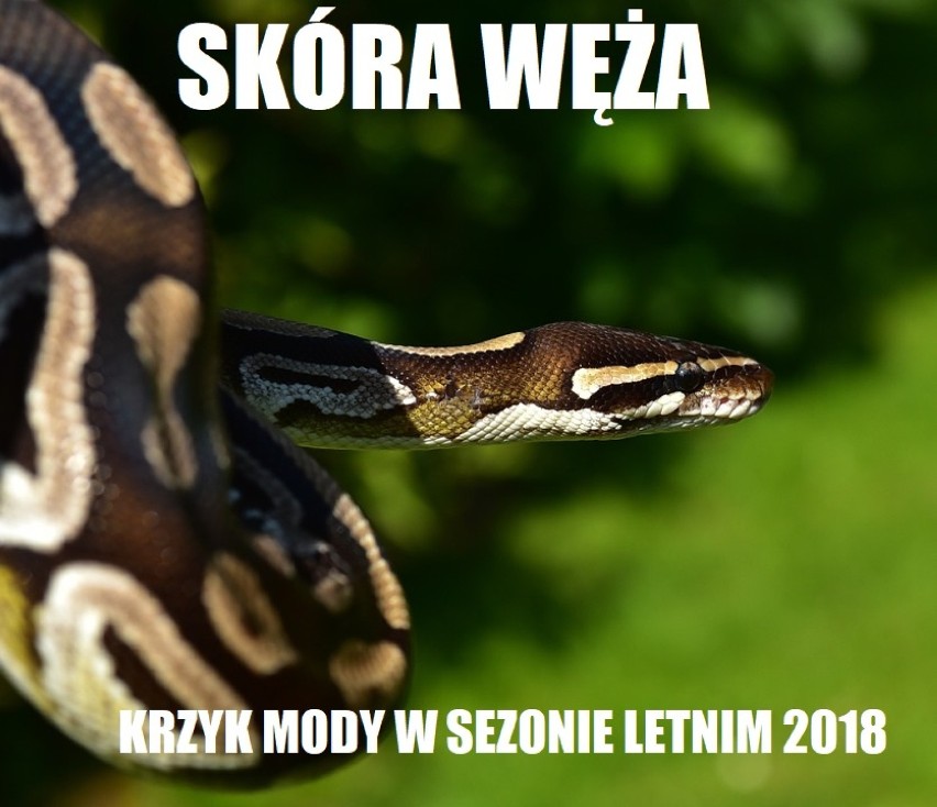 Poszukiwania pytona na wesoło. Niebezpieczny wąż padł ofiarą żartownisia [MEMY]