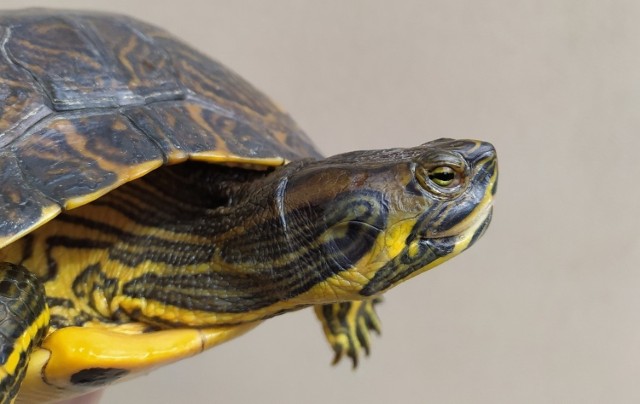 Żółw żółtobrzuchy – inwazyjny gatunek obcy