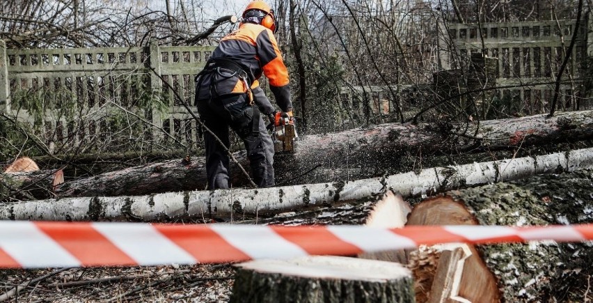 Tragicznie zakończyła się wycinka drzew w Rosnówku (powiat...