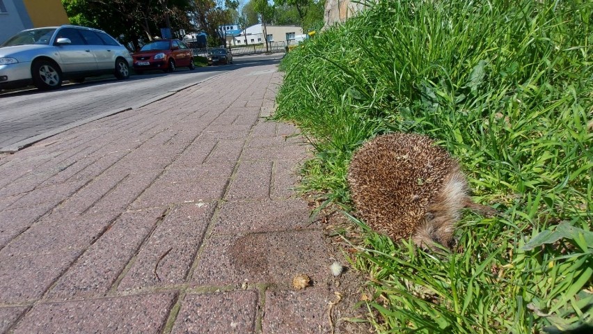 Mieszkańcy na swoich osiedlach i na drogach znajdują martwe...