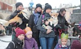 Piękne corgi opanowały Kraków na dorocznym pochodzie [ZDJĘCIA]