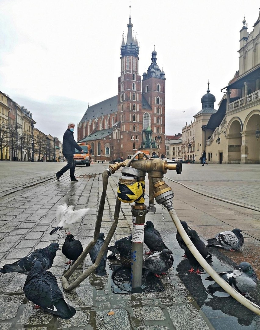Kraków. Niecodzienna interwencja strażników miejskich. Kobieta nosiła na Plantach w reklamówkach... gołębie