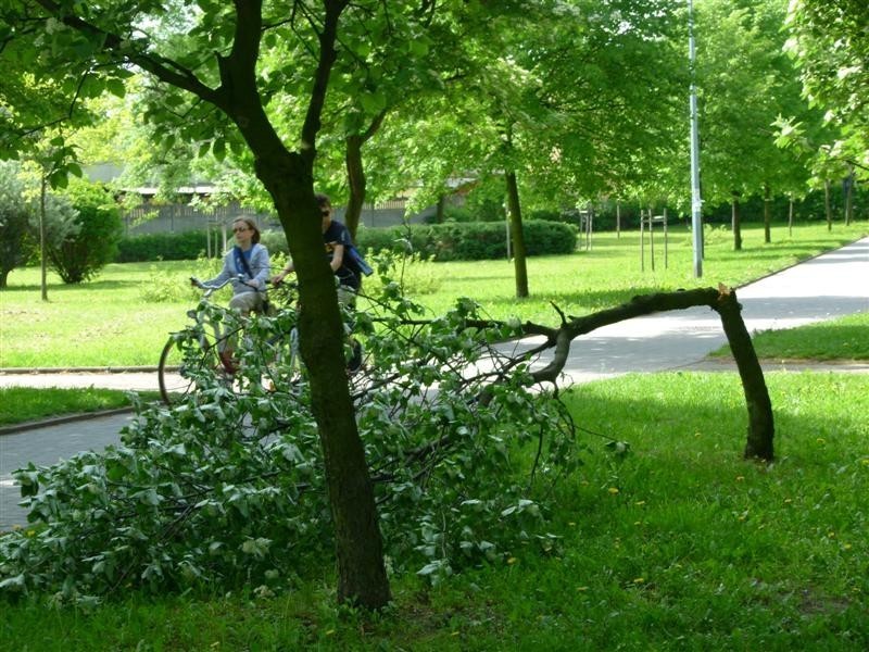Zniszczone drzewa w parku [zdjęcia]