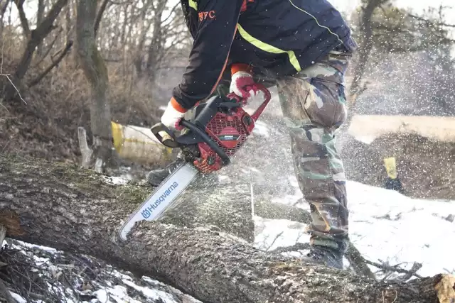 42-latek z gminy Kruszwica tłumaczył, że ciął je, bo i tak było już powalone. Tymczasem na ścinkę i wywóz takiego drzewa też trzeba mieć pozwolenie