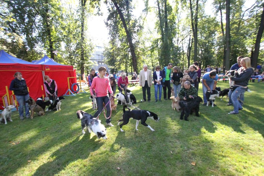 Gliwice: Wariacje na cztery łapy w Parku Chopina. Zwierzaki znalazły nowy dom