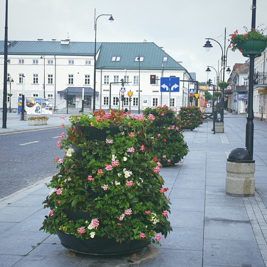 Letnie nasadzenia w mieście. Zobacz jakie i ile kwiatów zdobi ulice Suwałk