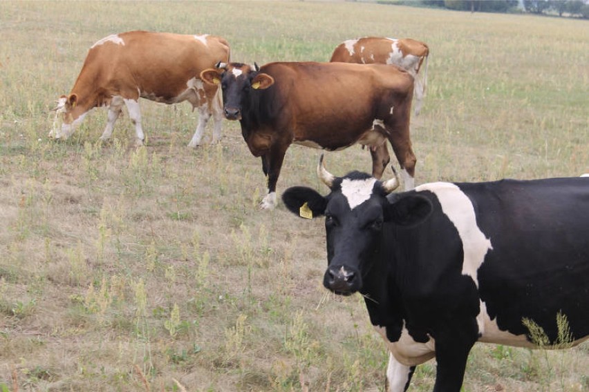 Susza na Dolnym Śląsku. Więcej zapłacimy za nabiał i...