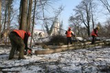 Wycinają drzewa przed Pałacem Cystersów