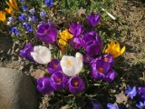 Wiosna w pełni w ogrodzie w Hnatkowicach koło Przemyśla. Krokusy w całek okazałości [ZDJĘCIA INTERNAUTKI]