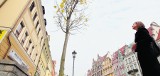Wrocław: Drzewko Chopina stoi w Rynku
