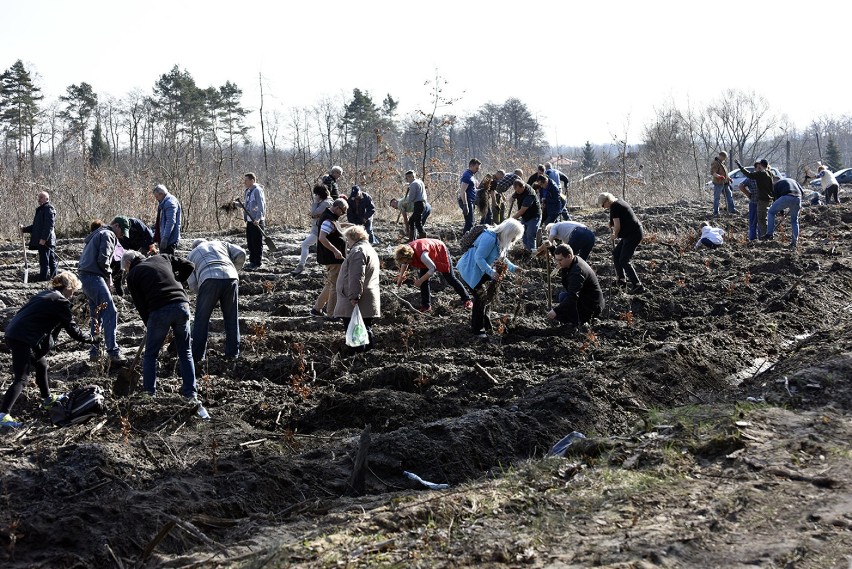 Las Europejski: Zagłębiacy sadzili drzewa w Rudach [ZDJĘCIA]