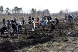 Las Europejski: Zagłębiacy sadzili drzewa w Rudach [ZDJĘCIA]