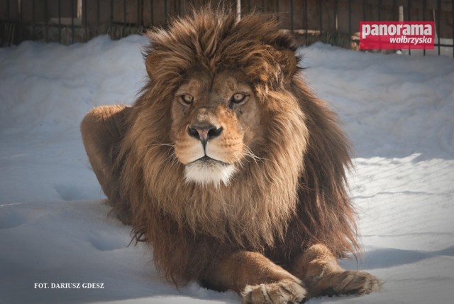 Lew Borys był ozdobą ZOO Farmy w Łącznej koło Mieroszowa, niestety przegrał walkę z chorobą nowotworową. Pozostały po nim fotografie i wspomnienia