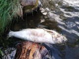 Martwe ryby znów pojawiły się na Rejowie w Skarżysku. Dlaczego padły? [ZDJĘCIA]