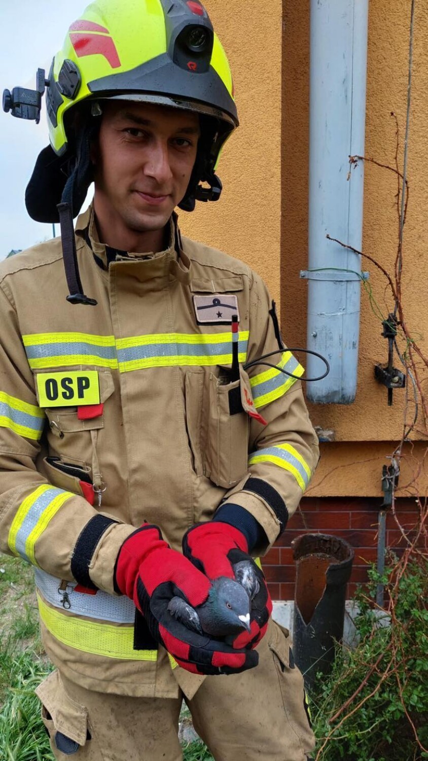 Nietypowa akcja strażaków. Druhowie z OSP Wejherowo uratowali gołębia | ZDJĘCIA