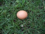 Kukułcze jaja