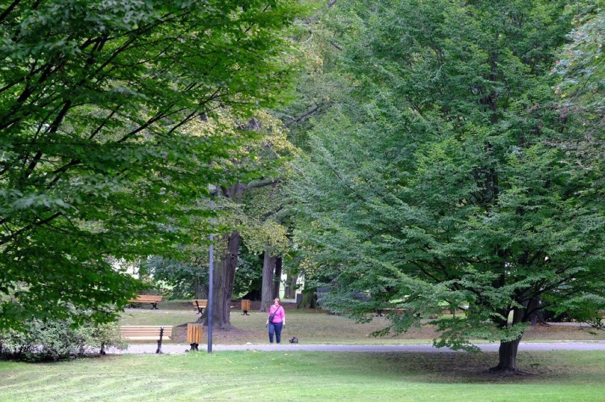 Osiem drzew w Parku Chopina zostanie wyciętych.