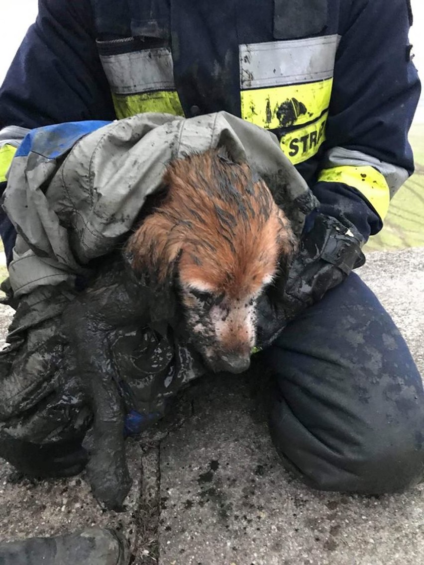 Psa, który ugrzązł w błocie na terenie zbiornika Jeziorska, uratowali strażacy (zdjęcia, filmy)