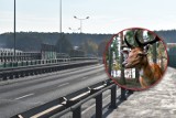 Kolizja z jeleniem na DK94 w Olkuszu. Zwierzę wbiegło tuż pod jadący samochód. Zdarzenie nagrał wideorejestrator  
