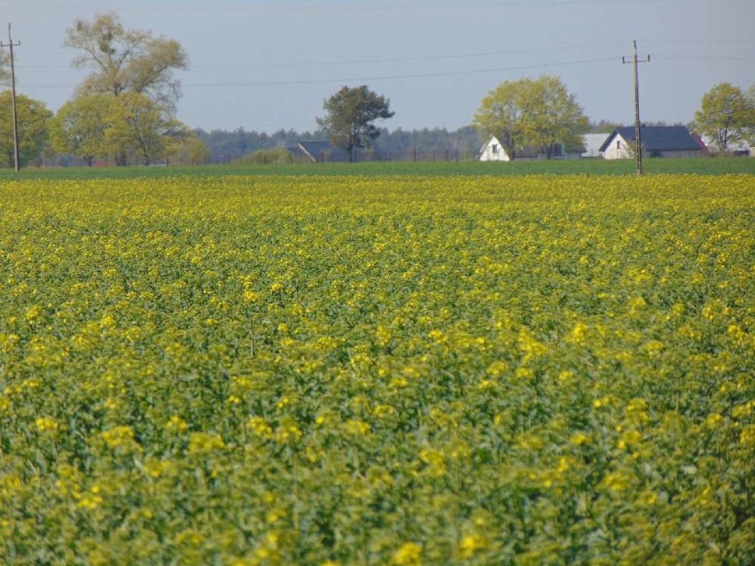 Jak wyglądają plantacje rzepaku i kukurydzy w powiecie chodzieskim ?