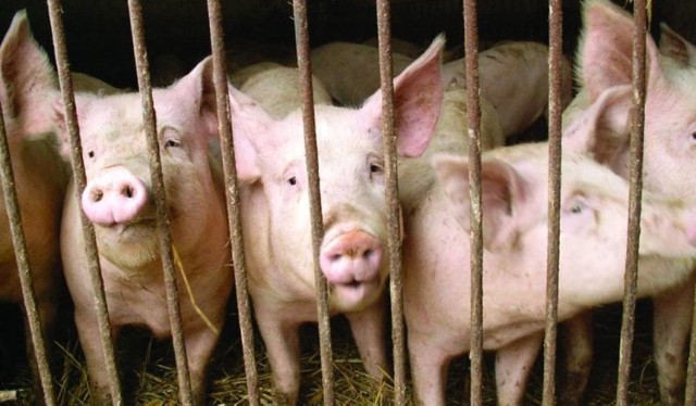 Rolnicy z gminy Krzywiń planują protest przeciwko importowi wieprzowiny