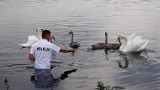 Policjanci uratowali łabędzia na Zalewie Sulejowskim w Barkowicach Mokrych [ZDJĘCIA]