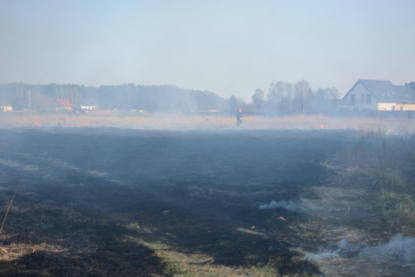 Pożar traw na terenach przy ul. Miłoleśnej w Grudziądzu [wideo, zdjęcia]