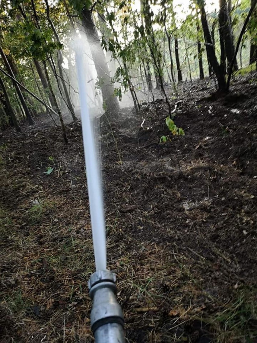 Powiat bełchatowski: Strażacy gasili dwa pożary lasów [ZDJĘCIA]