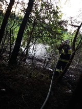Powiat bełchatowski: Strażacy gasili dwa pożary lasów [ZDJĘCIA]