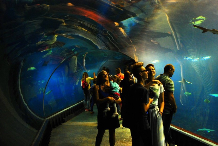 Na Górnym Śląsku powstanie Oceanarium! Pod uwagę brane są lokalizacje: Zabrze, Chorzów i Ruda Śląska