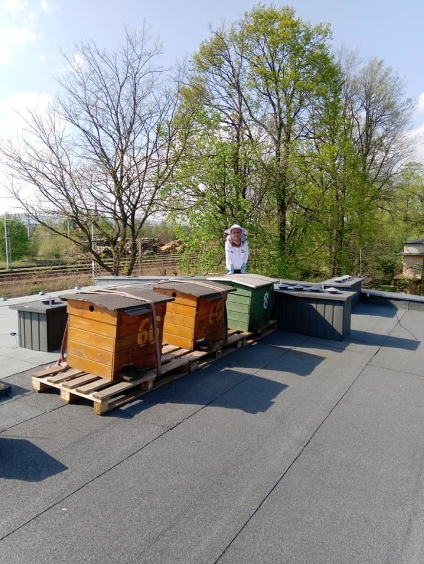 Pszczoły zamieszkały na dachu Gminnej Biblioteki Publicznej w Gomunicach [ZDJĘCIA]