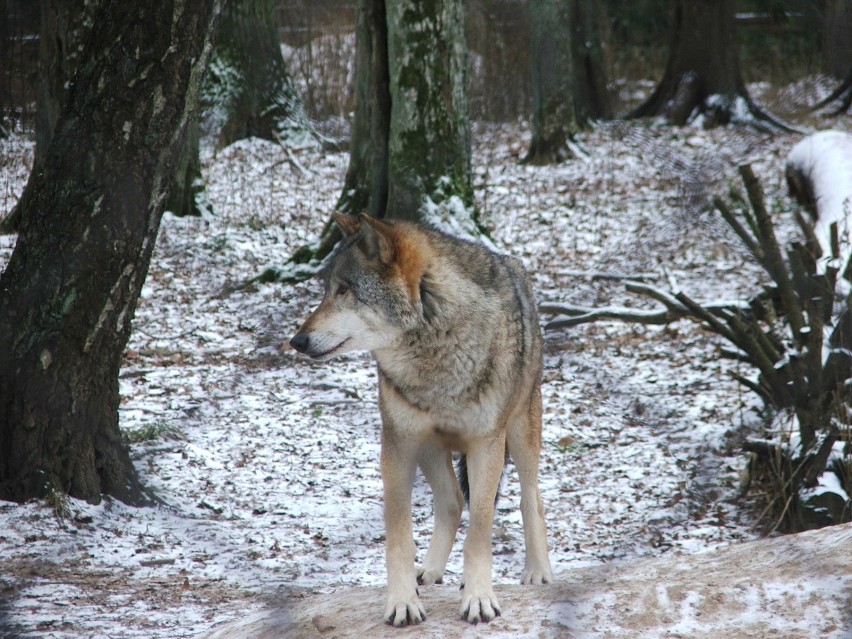Samotny i dziki wilk.Fot. Magdalena Gorbacz