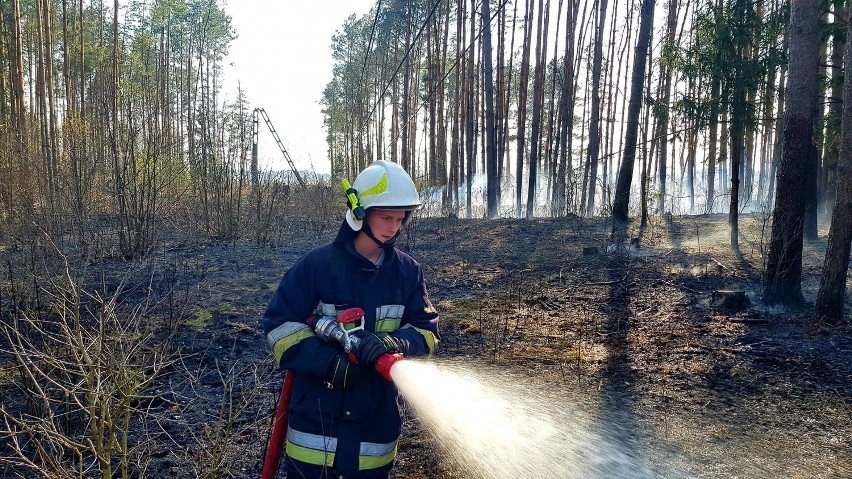 Gmina Sztabin. Płonął las z powodu elektrycznego słupa [ZDJĘCIA]