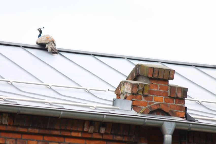 Puławskie pawie na dachu starostwa