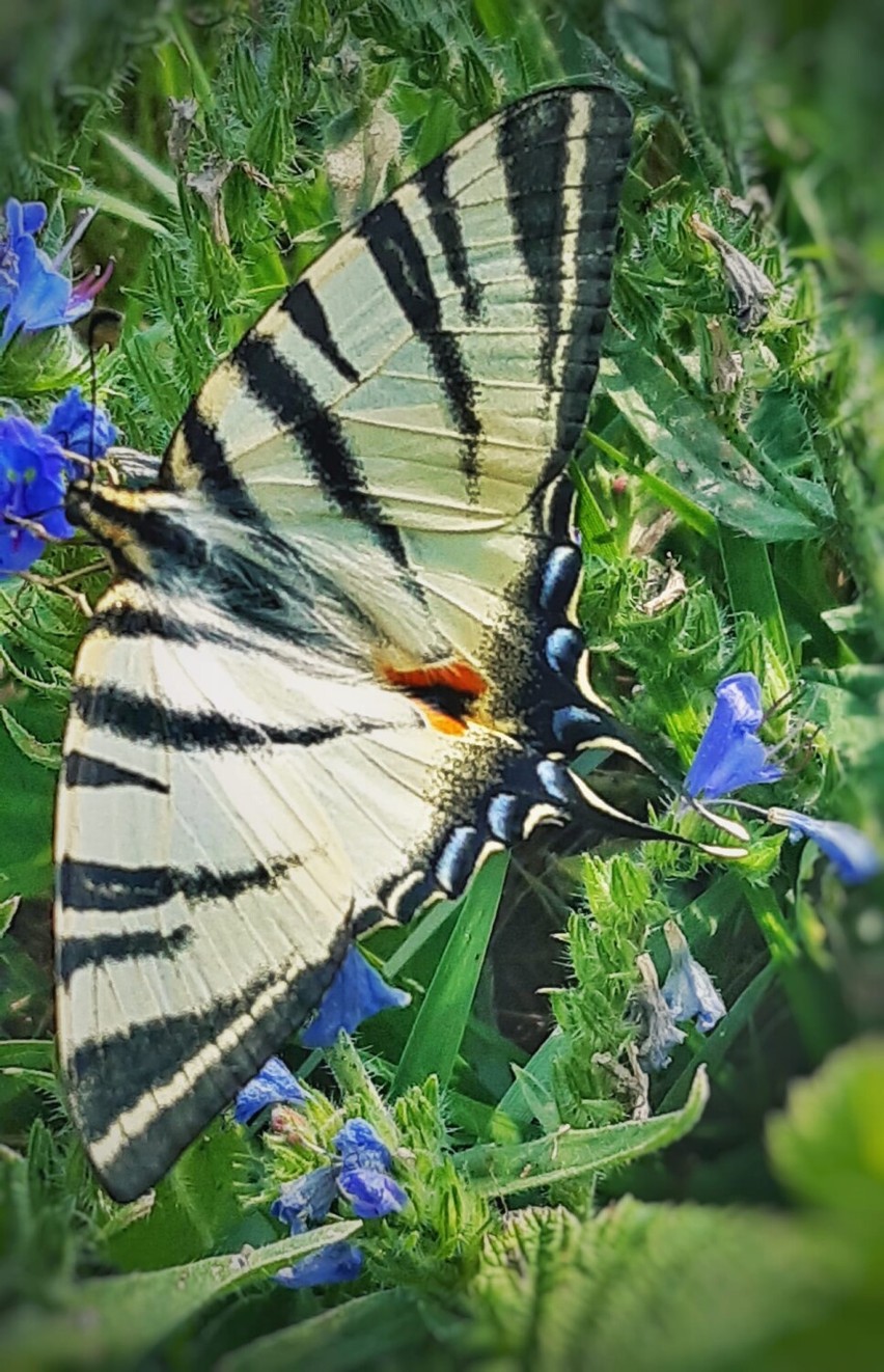 Takie zdjęcia owadów i innych zwierząt otrzymaliśmy od...