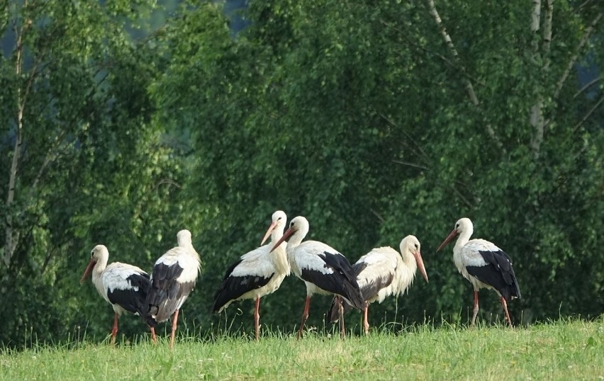 Sądecczyzna. Wycieczki do lasu to znakomity sposób na spędzenie wakacyjnych miesięcy [ZDJĘCIA]