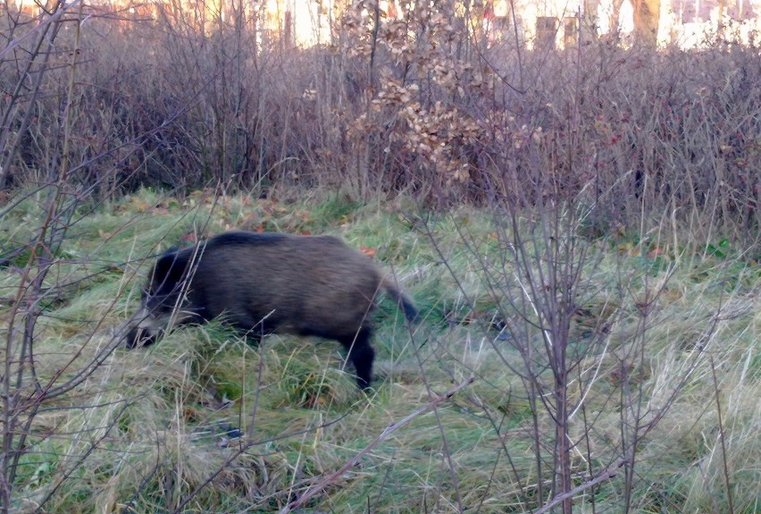 Na wszelki wypadek strażnicy pilnowali, czy dzik nie chce...