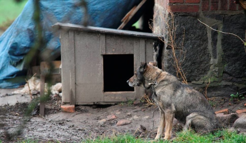 Zakaz trzymania psów na łańcuchach. Czy nowelizacja ustawy poprawi ich los?